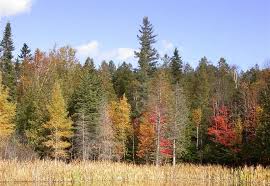 Ormanların Önemi ve Faydaları