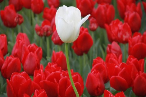 Vatan Sevgisi İle İlgili Şiirler